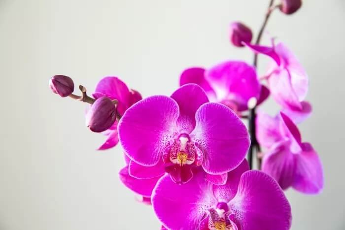 comment arroser une orchidée 1