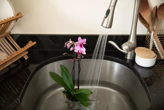 comment arroser une orchidée 2