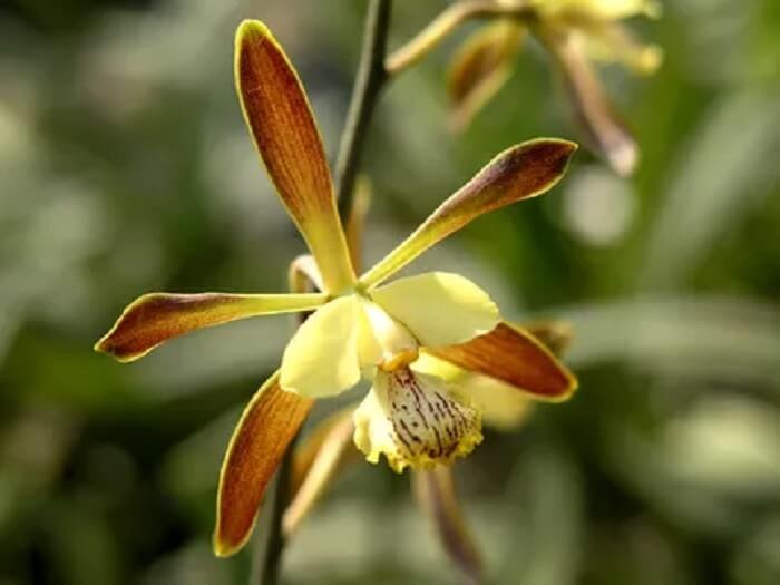 orchidée Encyclia