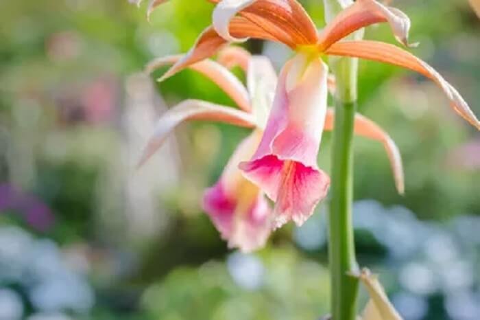 orchidée Phaius