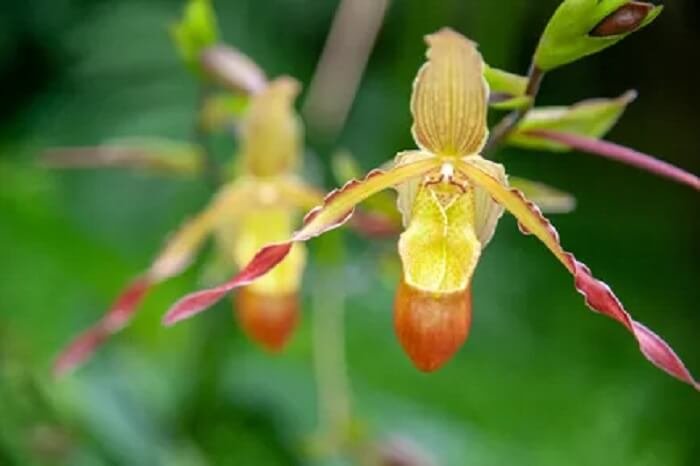 orchidée Phragmipedium