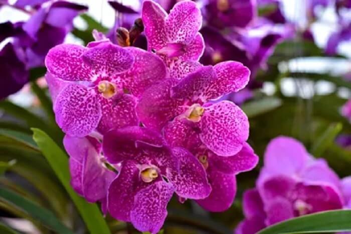 orchidée Vanda