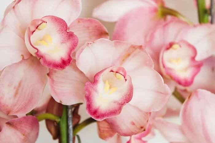 Orchidée Cymbidium 