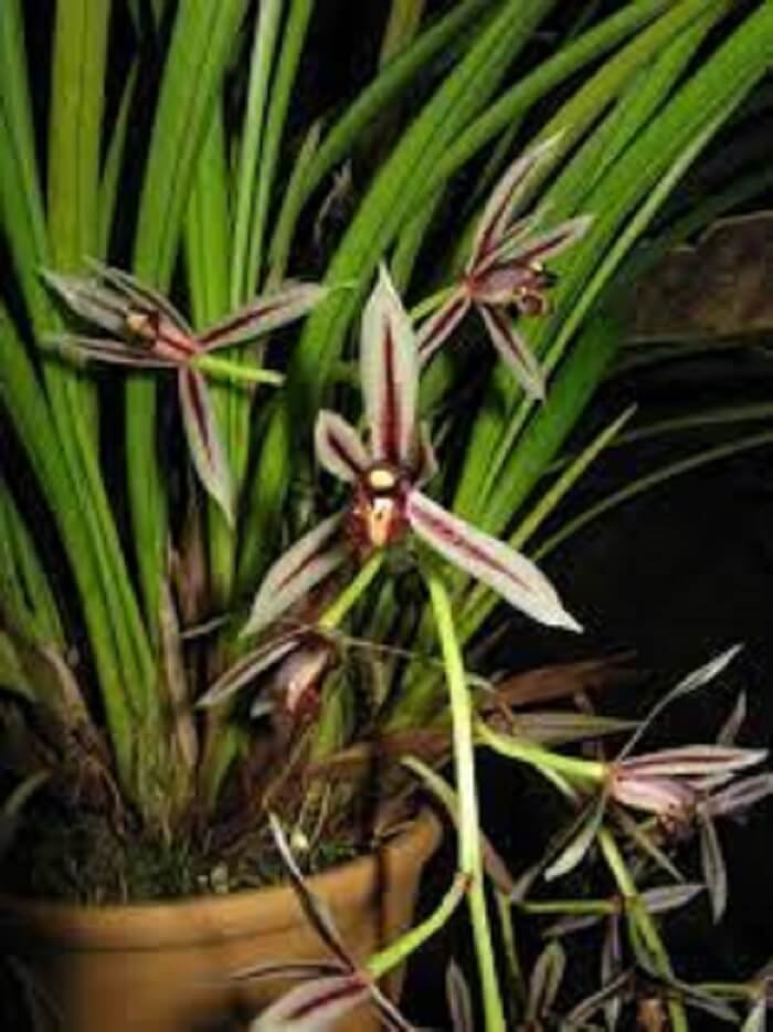 orchidée Cymbidium dayanum