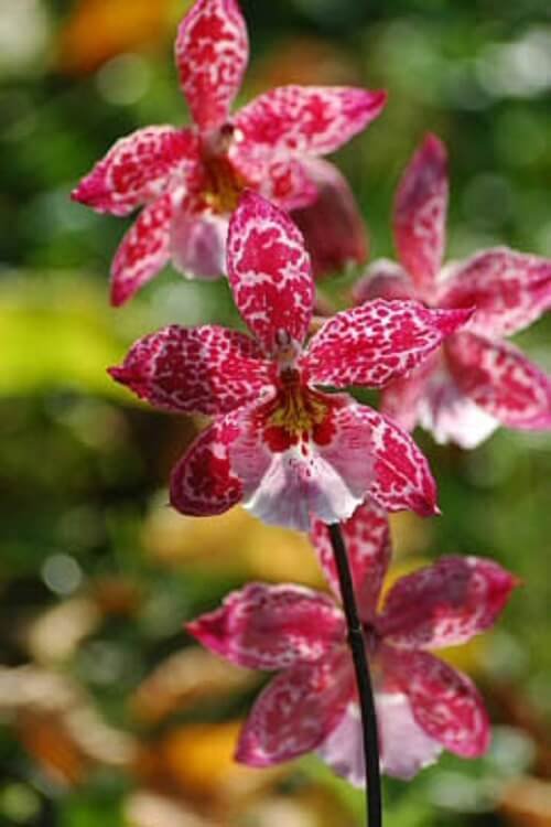 orchidée cambria