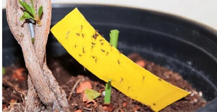 comment se débarrasser des moucherons dans les plantes