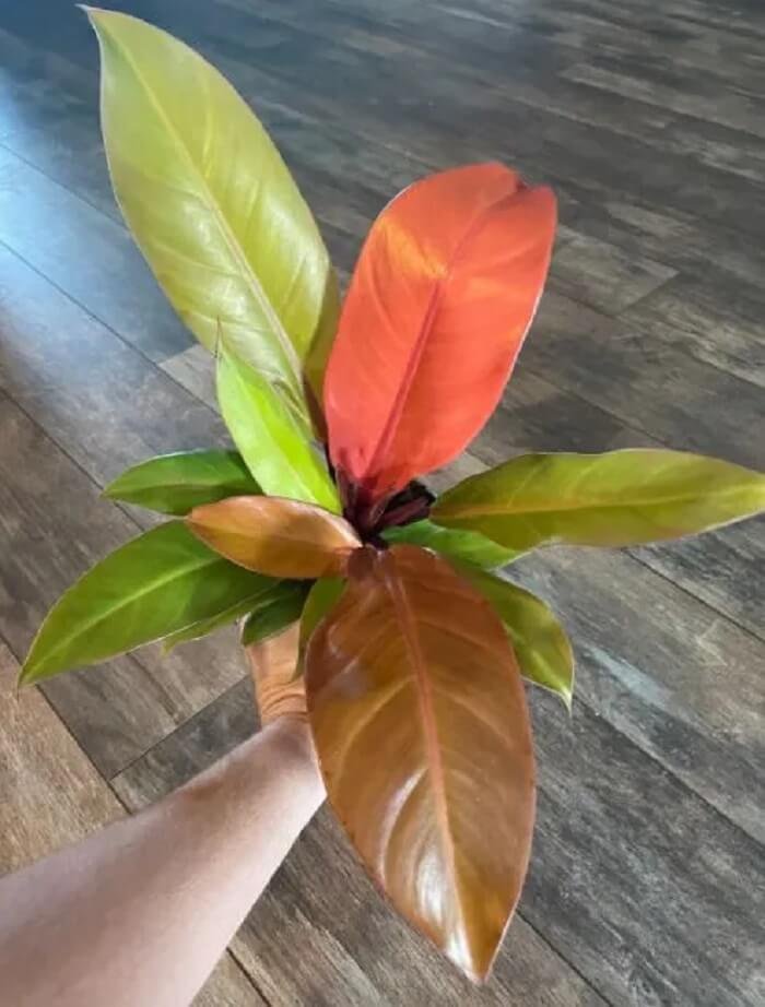 Philodendron-Prince-of-Orange 