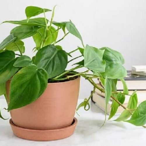 Philodendron