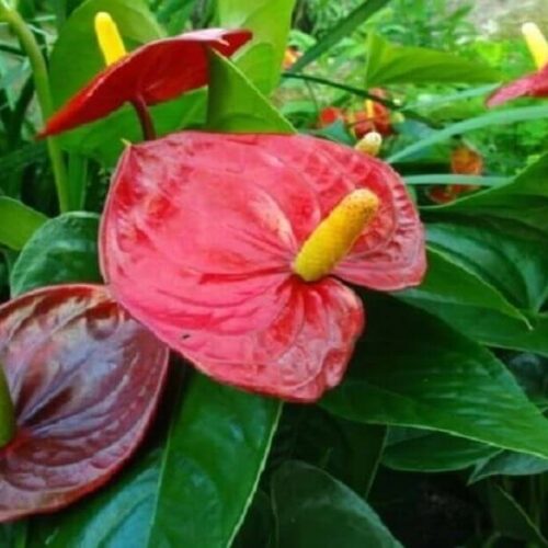 Anthurium