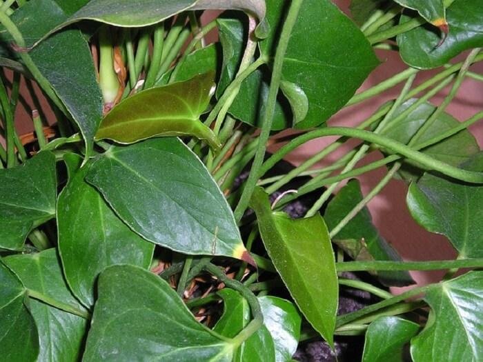 anthurium-feuilles