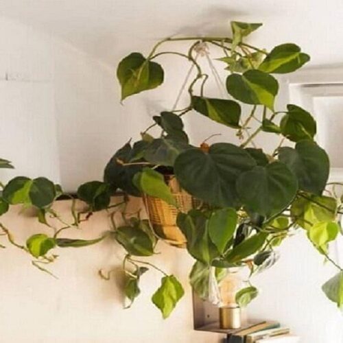 philodendron scandens