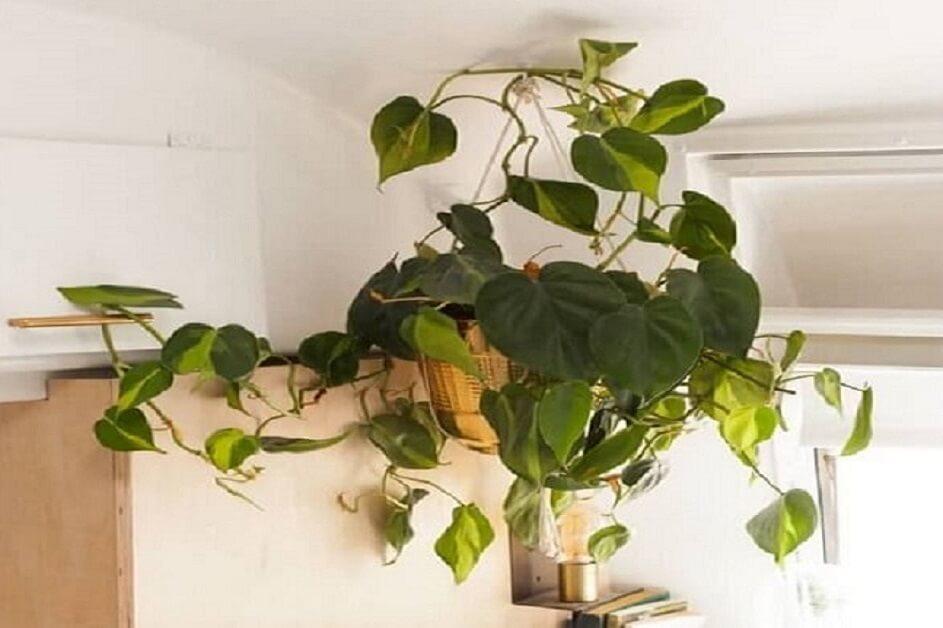 philodendron scandens