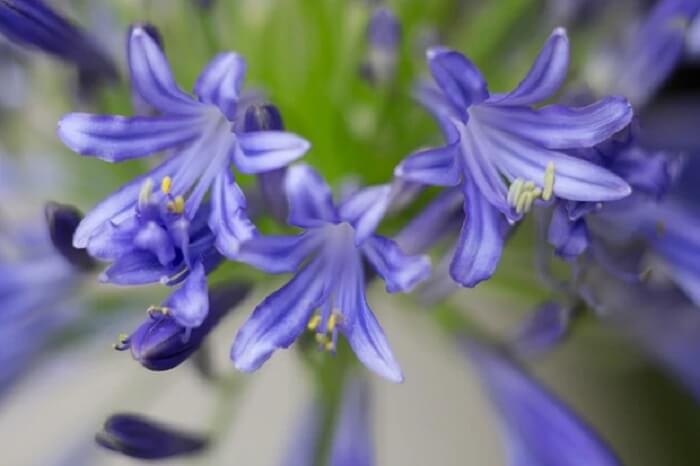 Agapanthe ‘Hoyland Chelsea Blue’