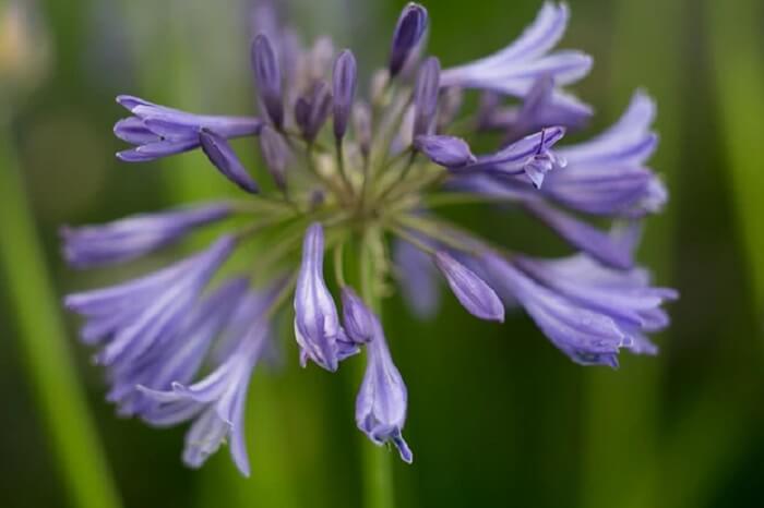 Agapanthe ‘Midnight Star’