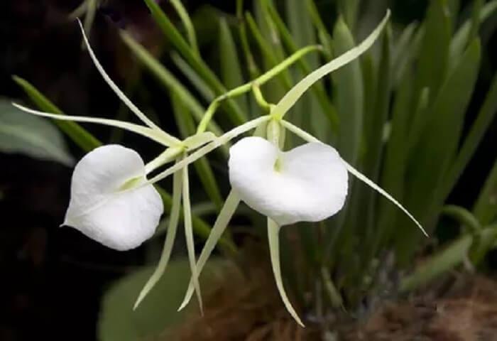 orchidée Brassavola