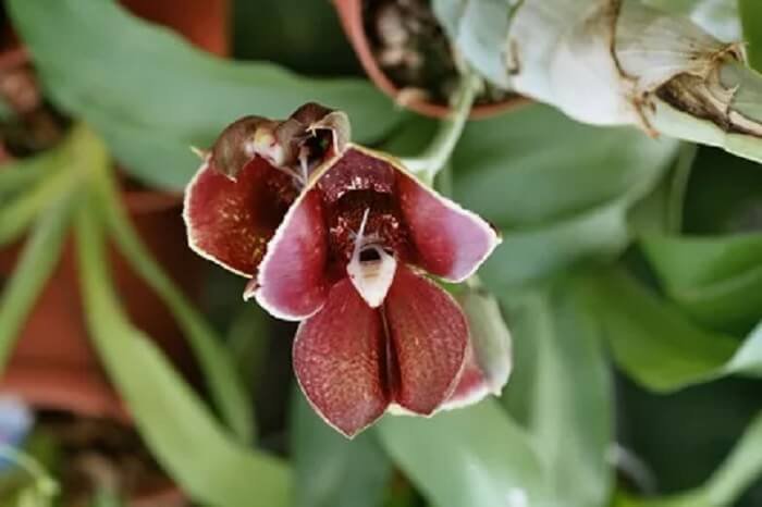 orchidée Catasetum