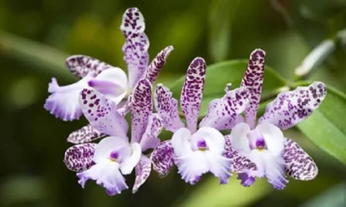 orchidée Cattleya