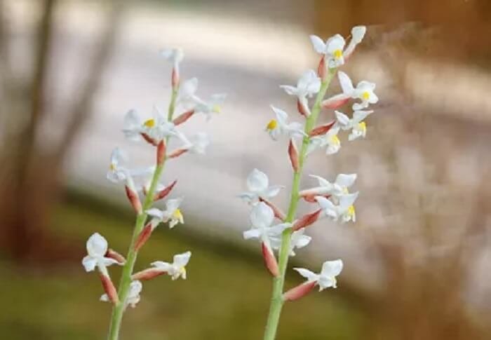 orchidée Ludisia