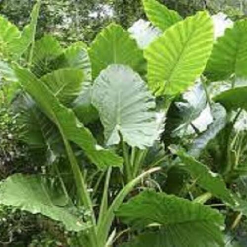 Alocasia Macrorrhiza