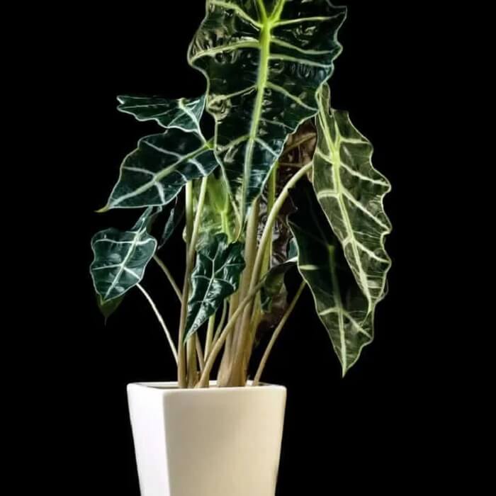 Alocasia Polly