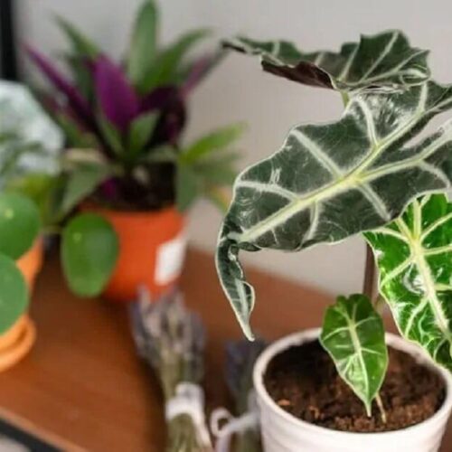 Alocasia Polly