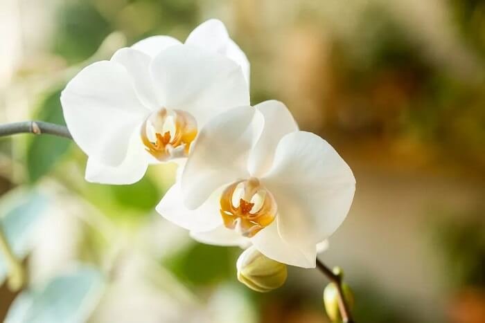 Orchidée Papillon
