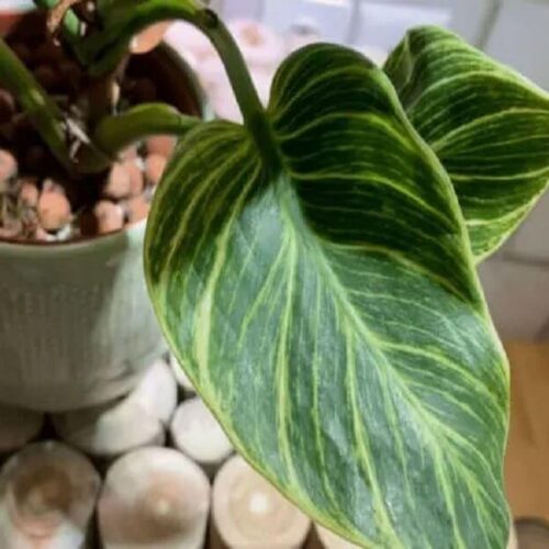 Philodendron-Birkin-