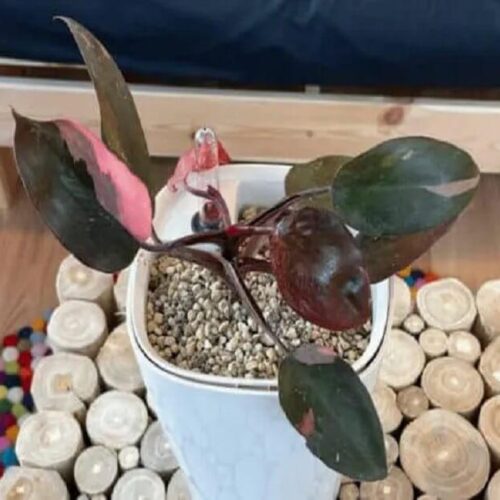 Philodendron Pink Princess