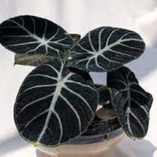 alocasia black velvet