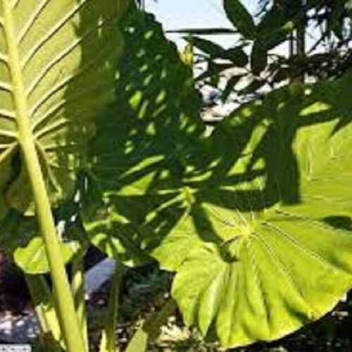 alocasia odora