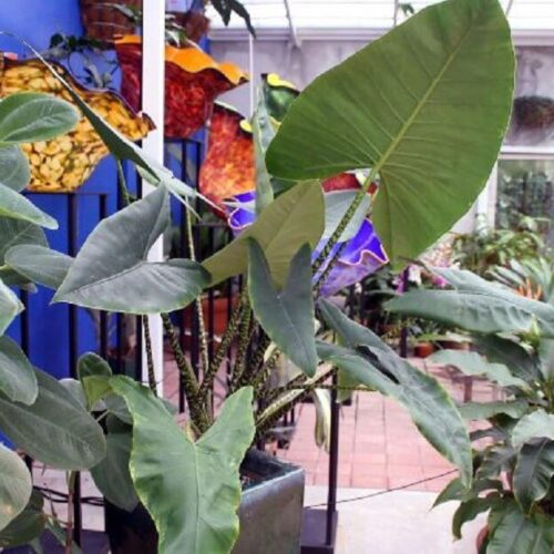 alocasia zebrina