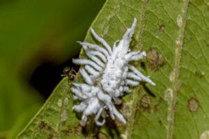 cochenille farineuse