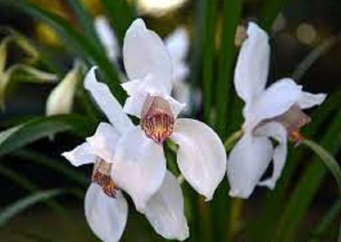 orchidée Cymbidium erythrostylum