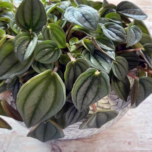 peperomia caperata