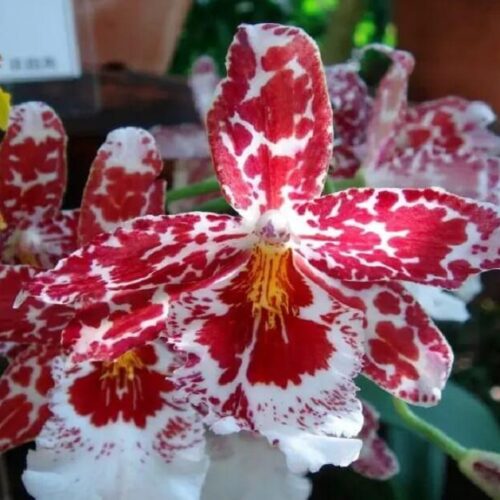 orchidée cambria