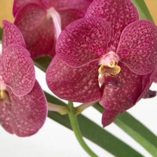 orchidée vanda