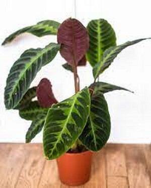 Calathea Warscewiczii entretien