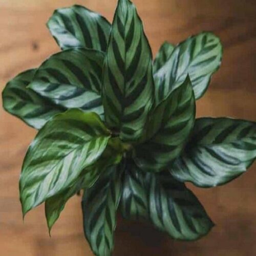 calathea