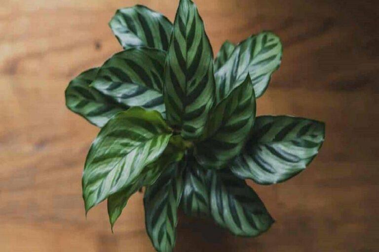 Calathea : 22 Variétés, Conseils d'Entretien, Arrosage