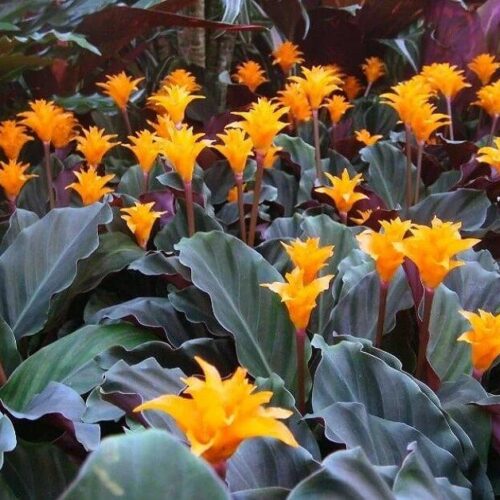 calathea crocata entretien