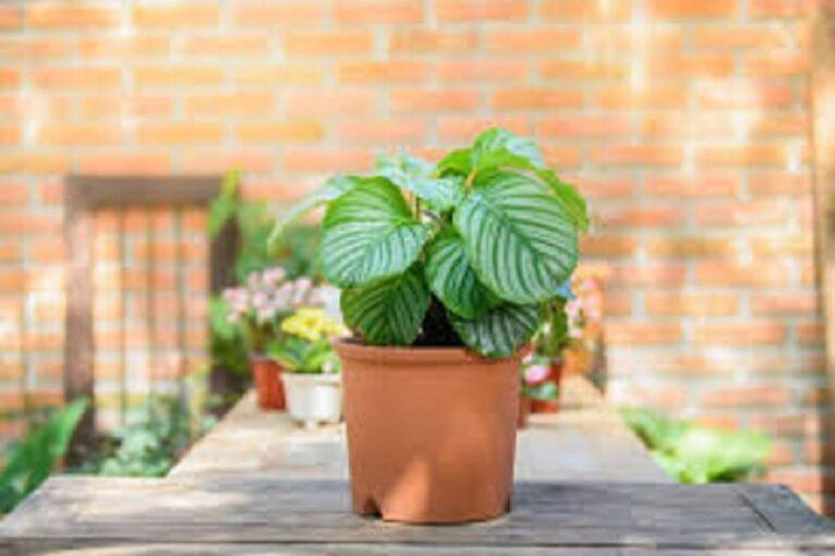 Calathea : 22 Variétés, Conseils d'Entretien, Arrosage