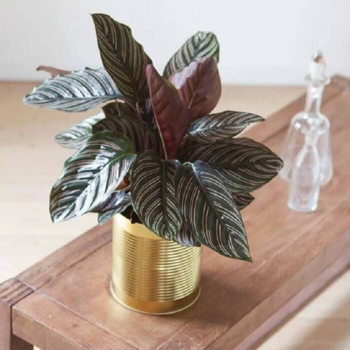 Calathea Ornata Guide De Son Entretien