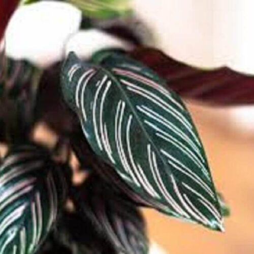 calathea ornata homepage