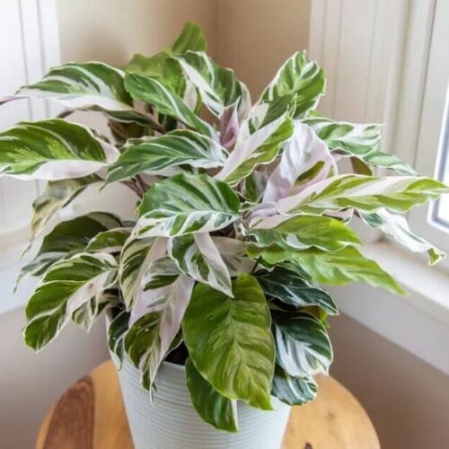 calathea white fusion