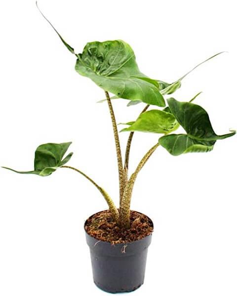 Alocasia Stingray
