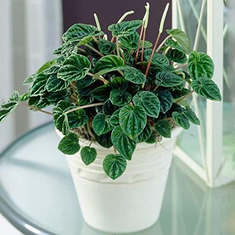 Peperomia Caperata