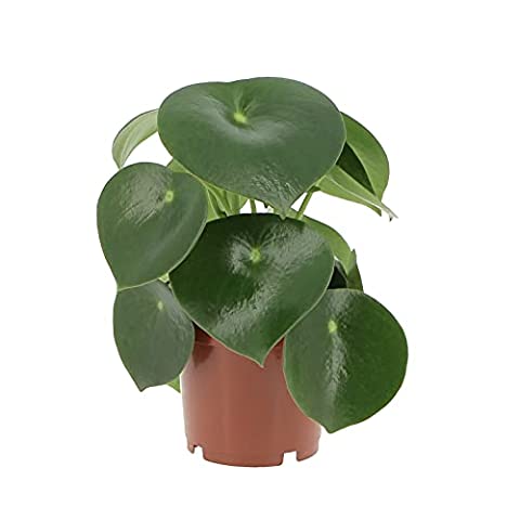 Peperomia Polybotrya