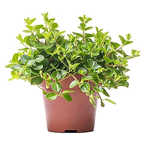 Peperomia Rotundifolia