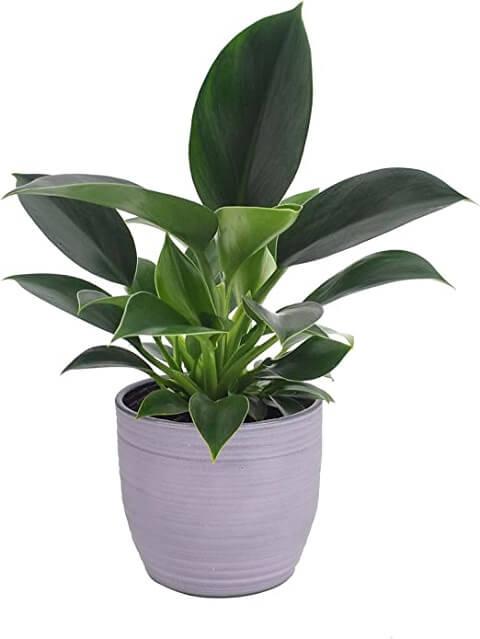 Philodendron Erubescens
