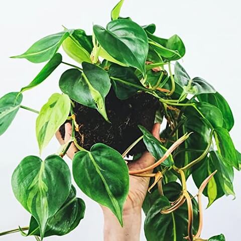 Philodendron Scandens
